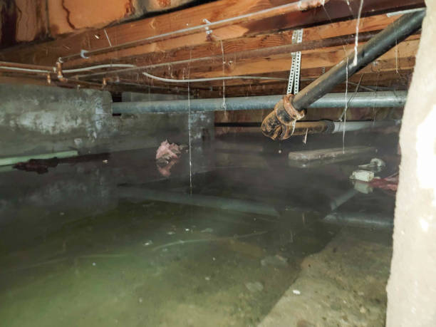 Best Water damage restoration mold remediation  in Knik Fairview, AK